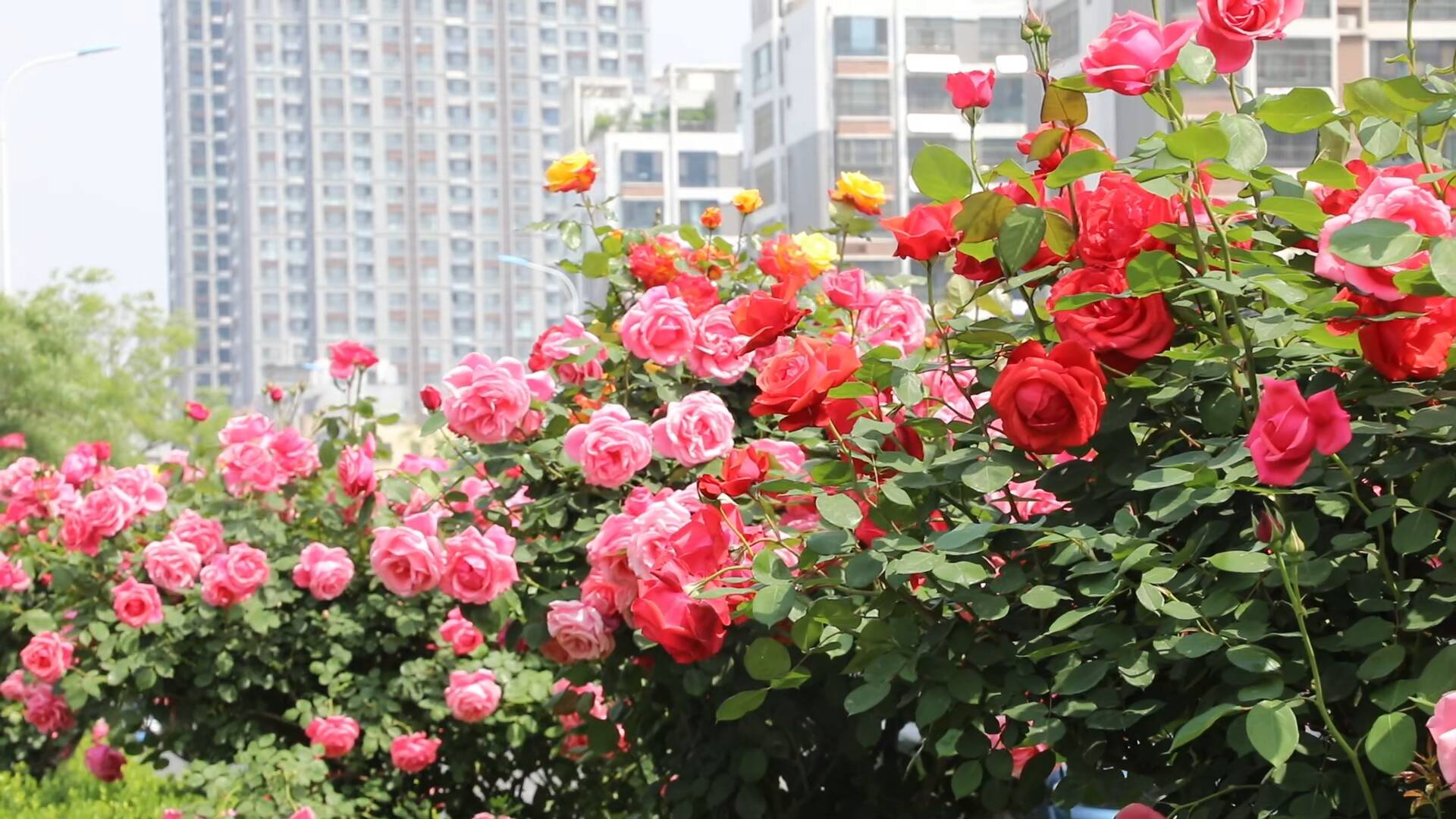 聊城：花道穿城过 月季正当时