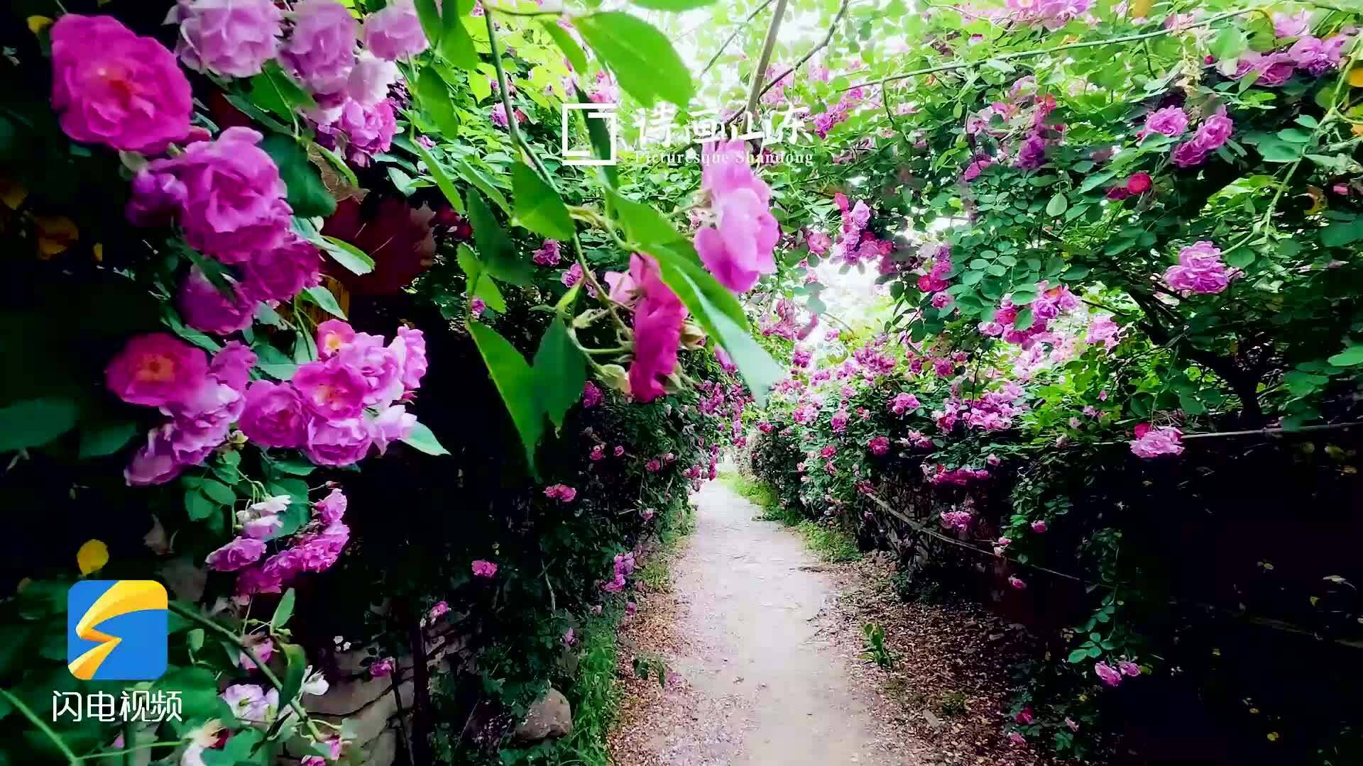 枣庄山亭古村石墙蔷薇铺满初夏
