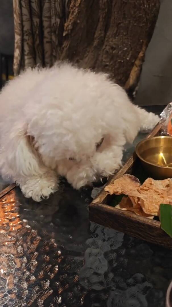 闪电主播评丨从“狗上桌”到“砸餐具”，“宠物友好”不能没有边界，私人范围与公共空间必须泾渭分明