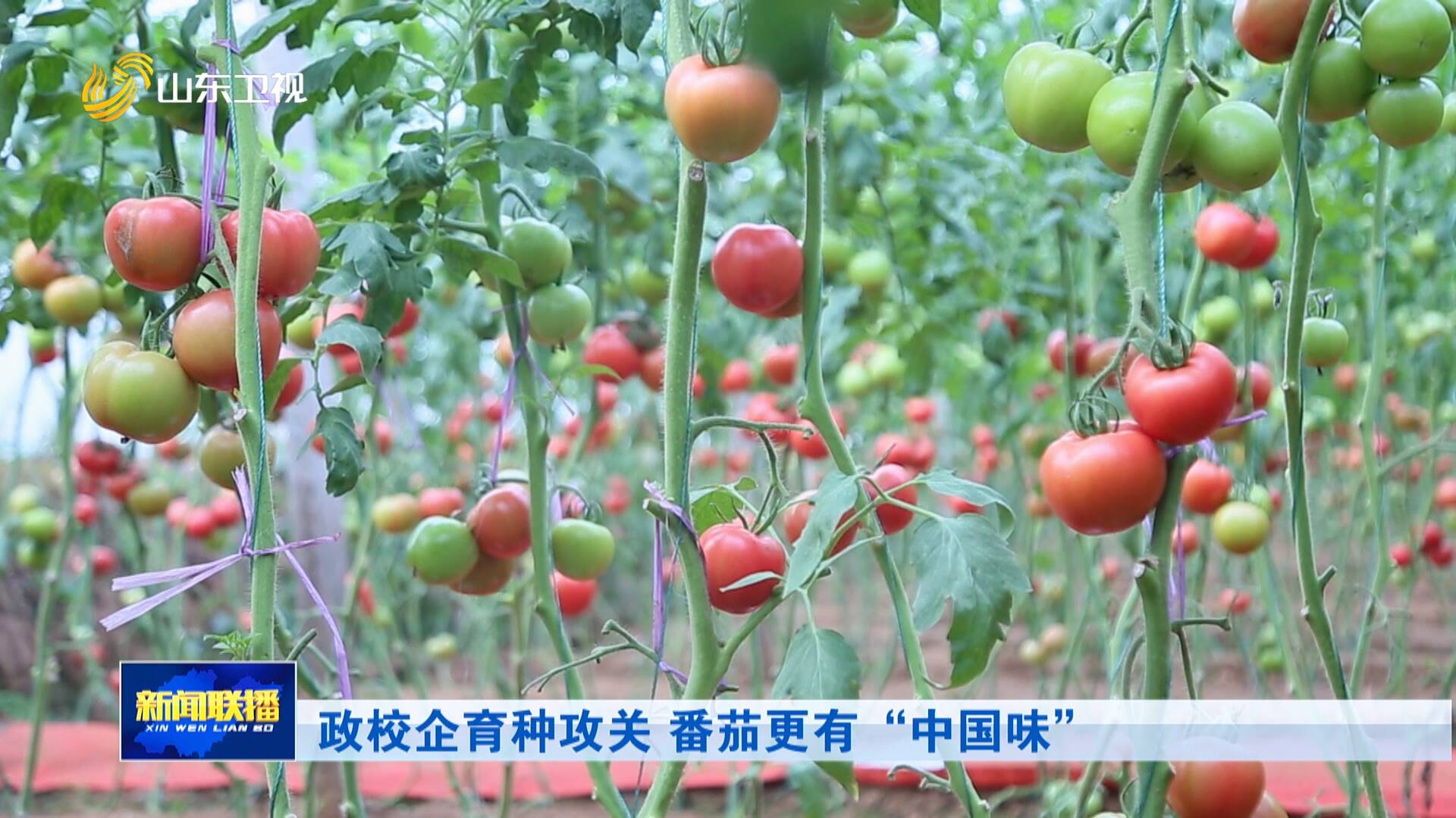 政校企育种攻关 番茄更有“中国味”