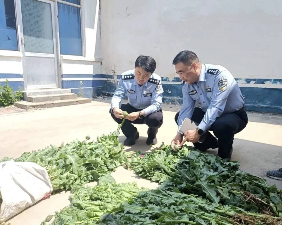 “无人机航测+人工踏查” 济南济阳公安铲除295株罂粟