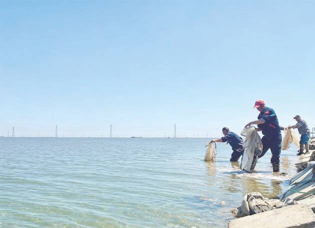 沾化区滨海镇进入盐田虾苗集中投放黄金期