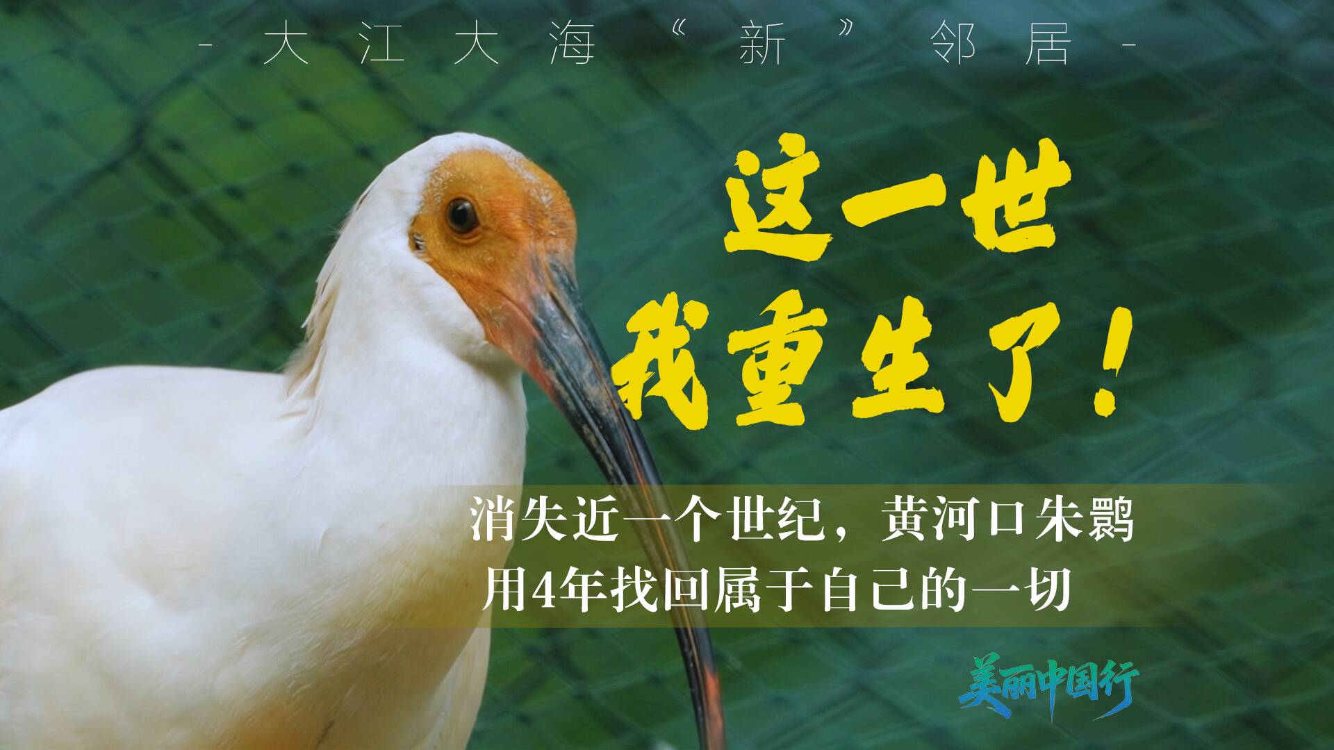 美丽中国行｜大江大海“新”邻居：消失近一个世纪，黄河口朱鹮用4年找回属于自己的一切