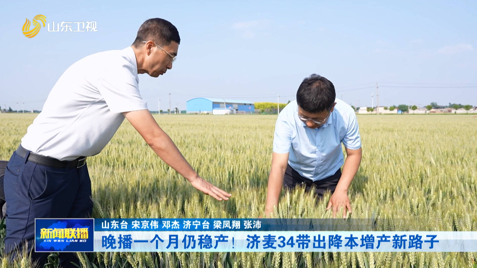 晚播一个月仍稳产！济麦34带出降本增产新路子