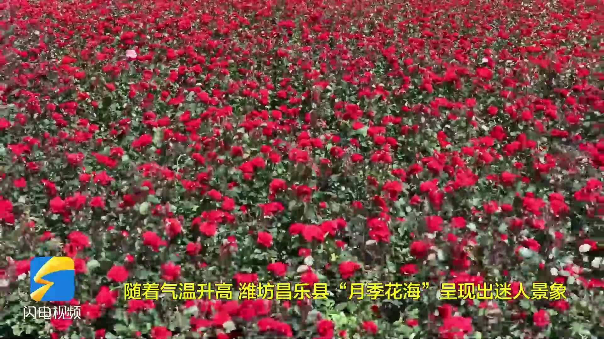 潍坊昌乐月季花海绝美上线