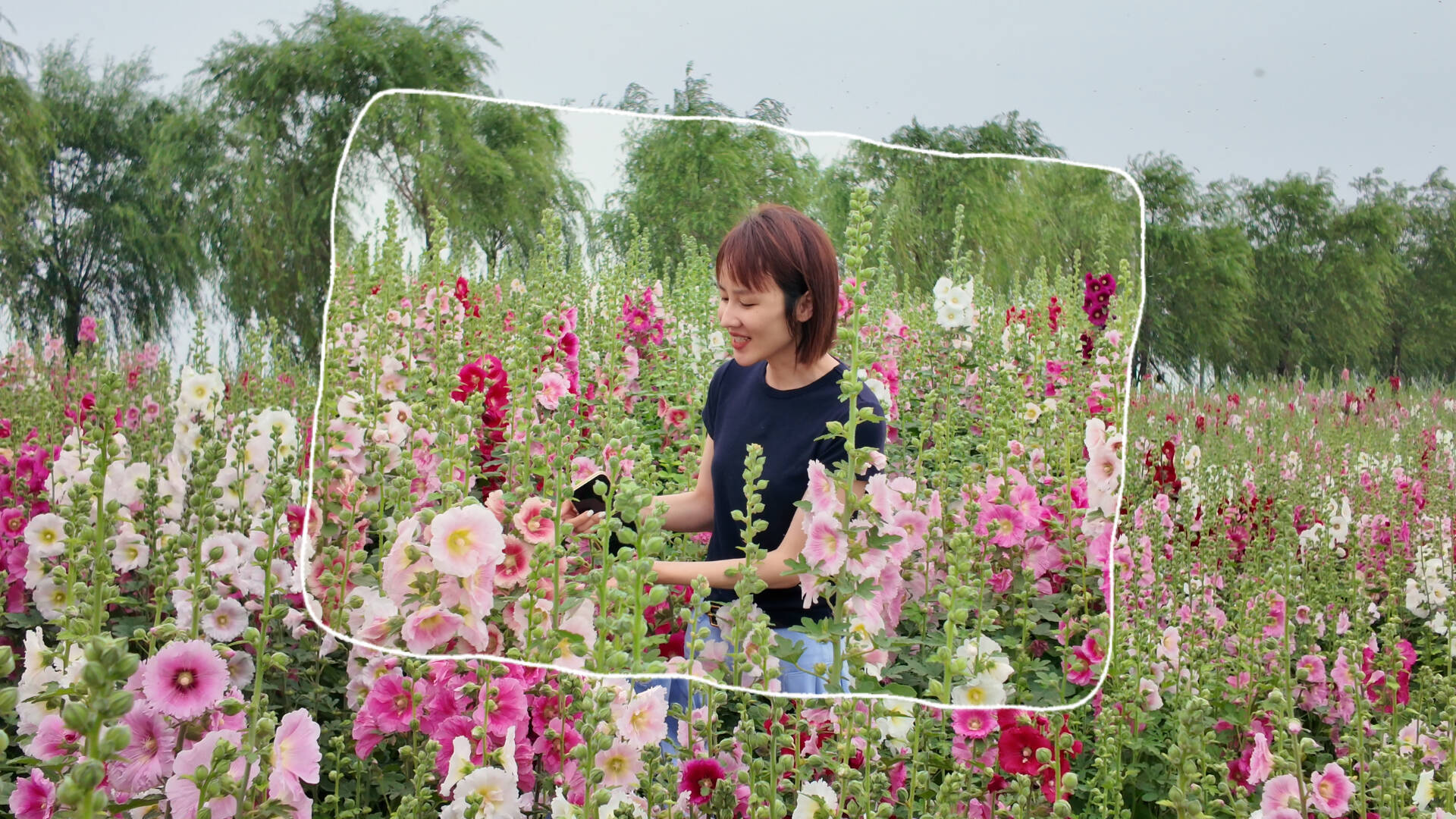 朝着光 向上开！济宁太白湖1.5公里蜀葵花海盛放