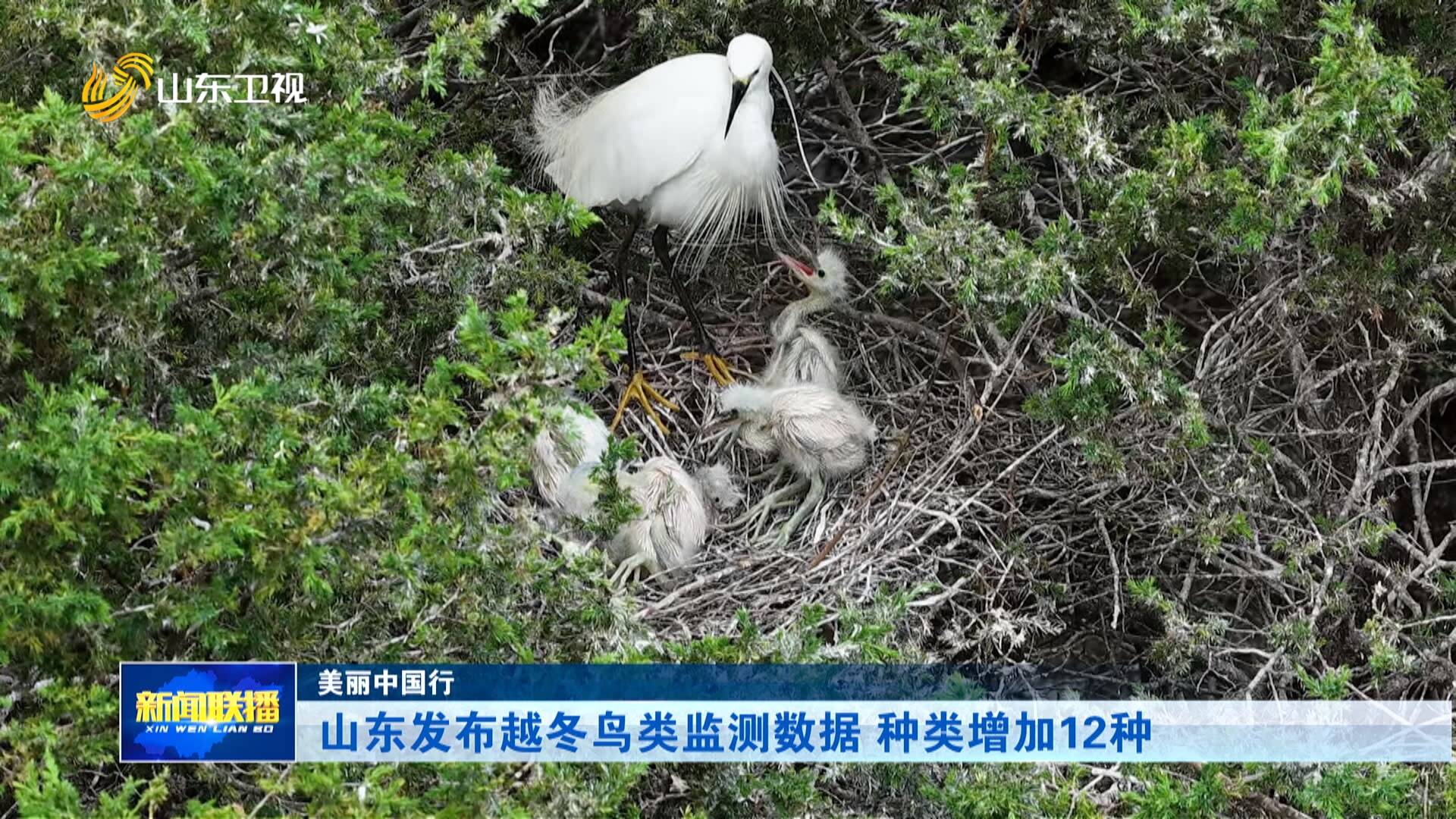 美丽中国行｜山东发布越冬鸟类监测数据 种类增加12种