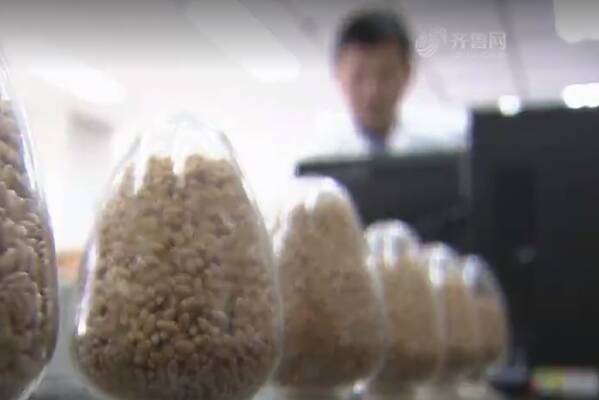 走在前 挑大梁·齐鲁新答卷丨加快农业农村现代化 全面推进乡村振兴