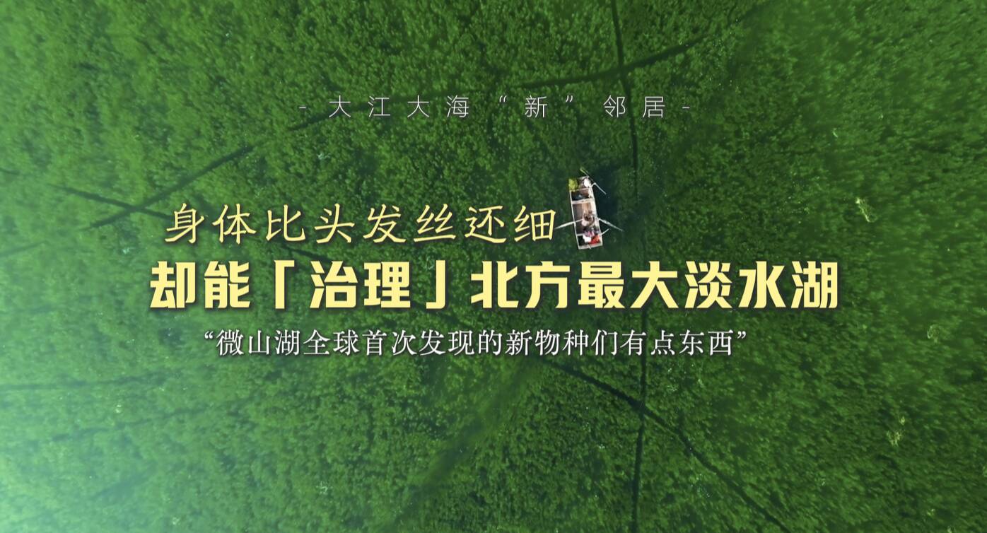 美丽中国行｜大江大海“新”邻居：身体比头发丝还细却能“治理”北方最大淡水湖 微山湖发现的新物种不一般