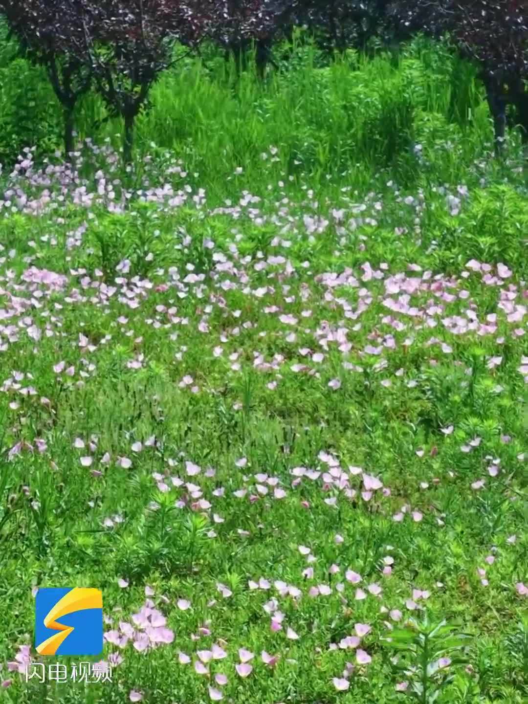 潍坊昌邑月见草花海美翻初夏