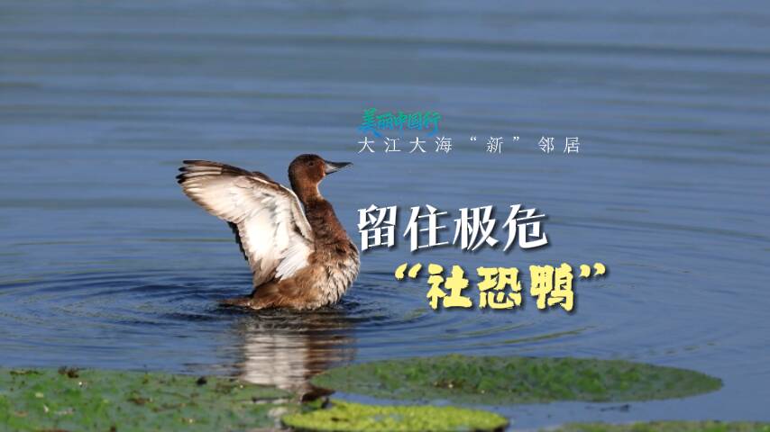 美丽中国行｜大江大海“新”邻居：豪宅 + 免打扰 + 自助餐厅！三大“法宝”留住极危“社恐鸭”