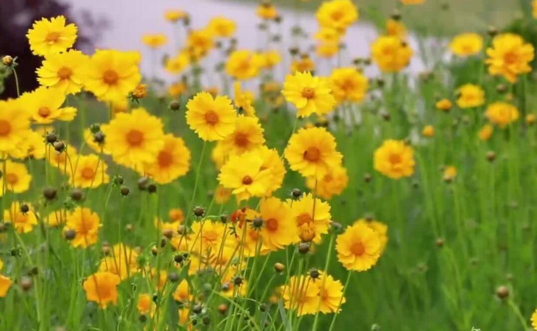烟台蓬莱金鸡菊月季迎来盛花期