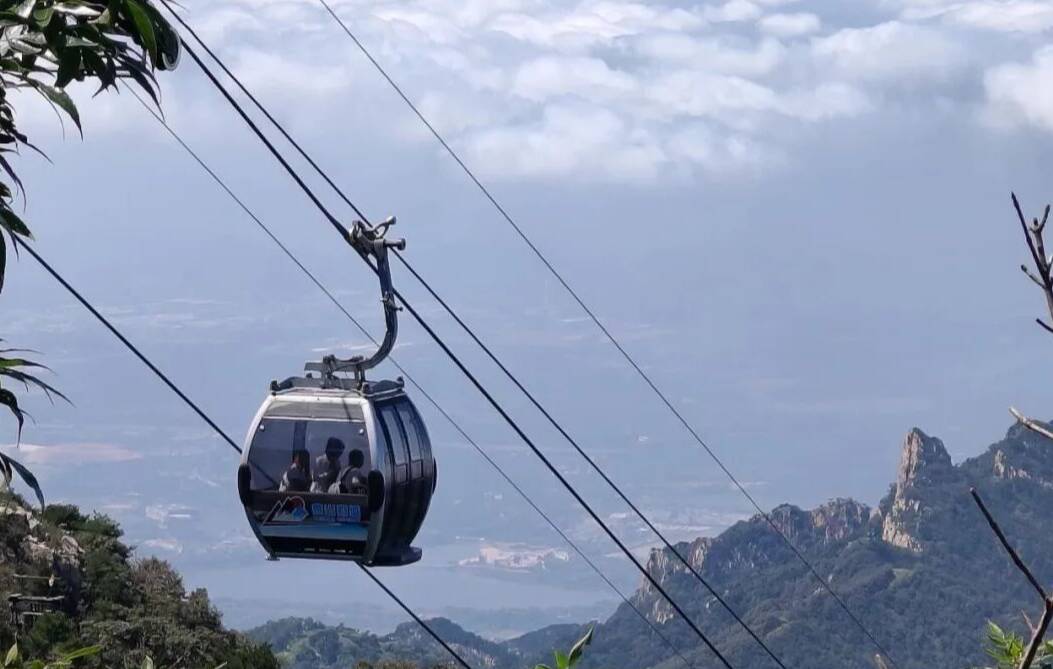 文化和自然遗产日丨古树生泰山 文脉传千年