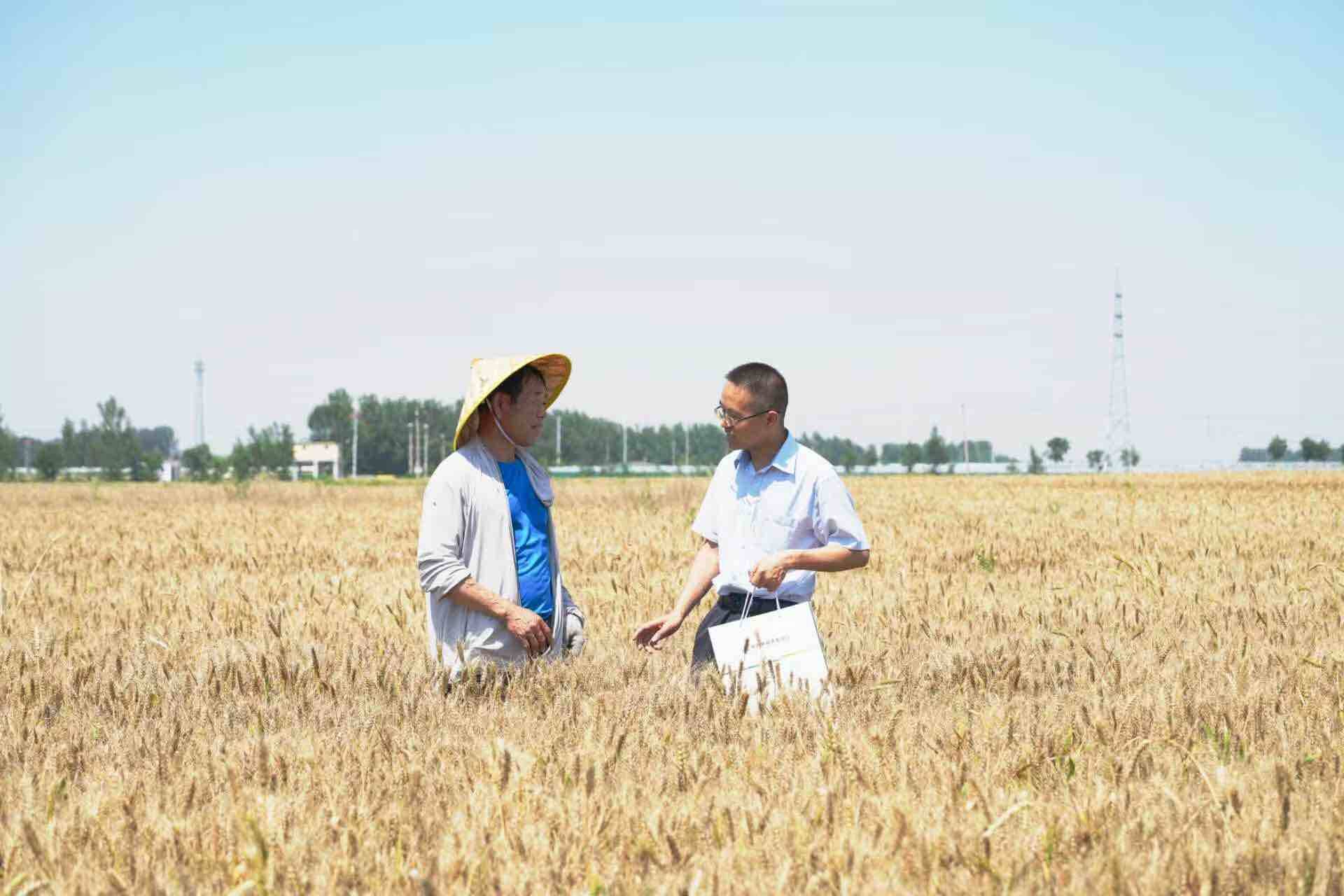 山东：金融机构多维发力 护航夏粮颗粒归仓