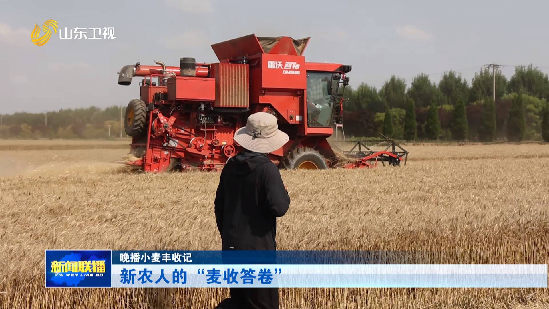 晚播小麦丰收记｜新农人的“麦收答卷”