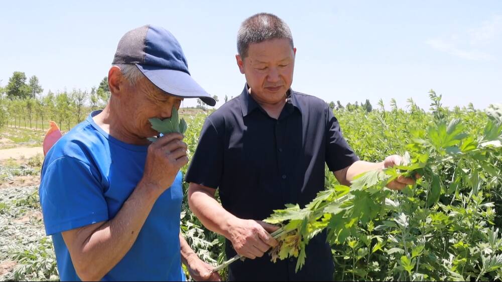 网络中国节·端午｜宁阳孙氏古法制艾技艺：一缕艾香承旧韵 一条产业富乡邻