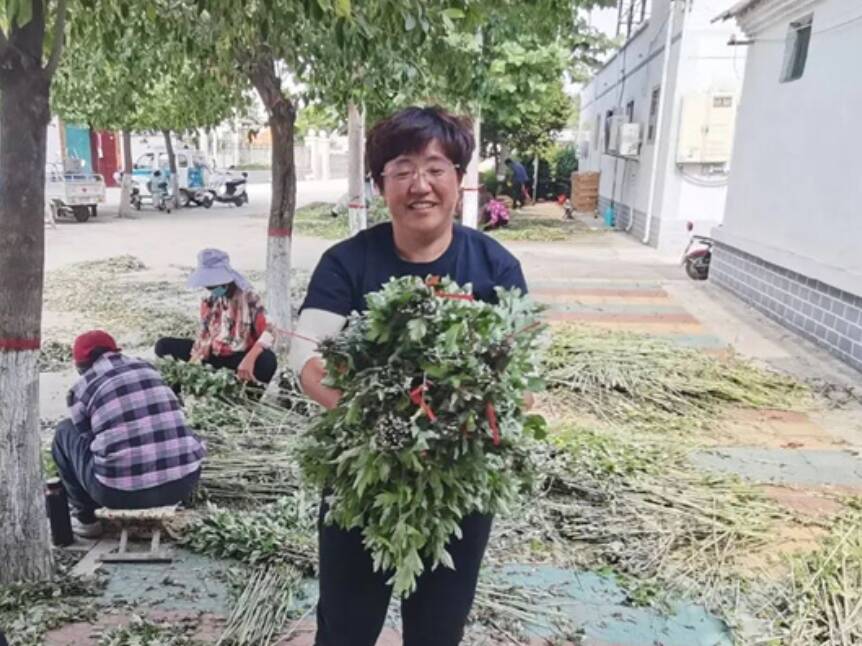 宁阳县东疏镇变“草”为“宝” 端午节“艾草”产销两旺