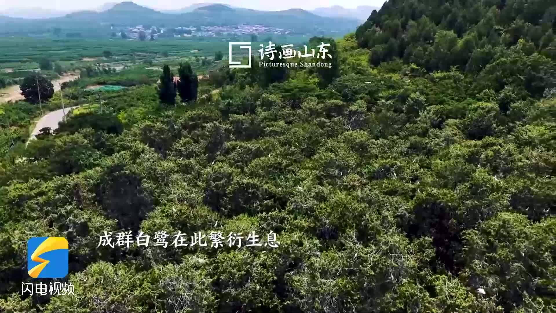 枣庄岩马湖白鹭成群尽显生态之美