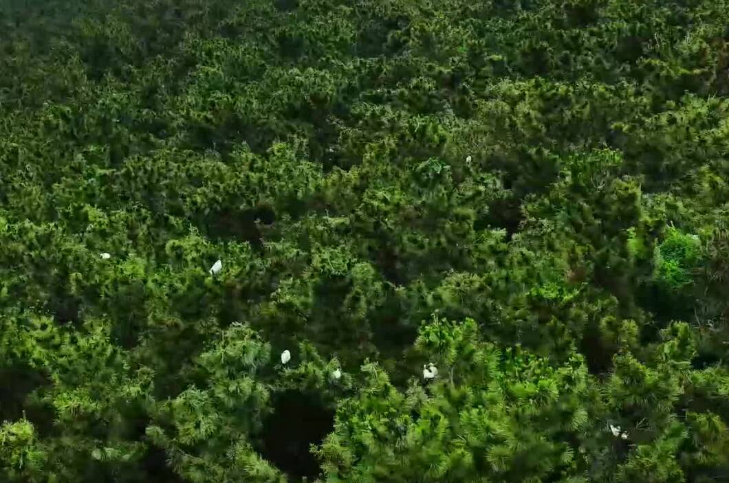 蓬莱黄水河百鹭齐飞