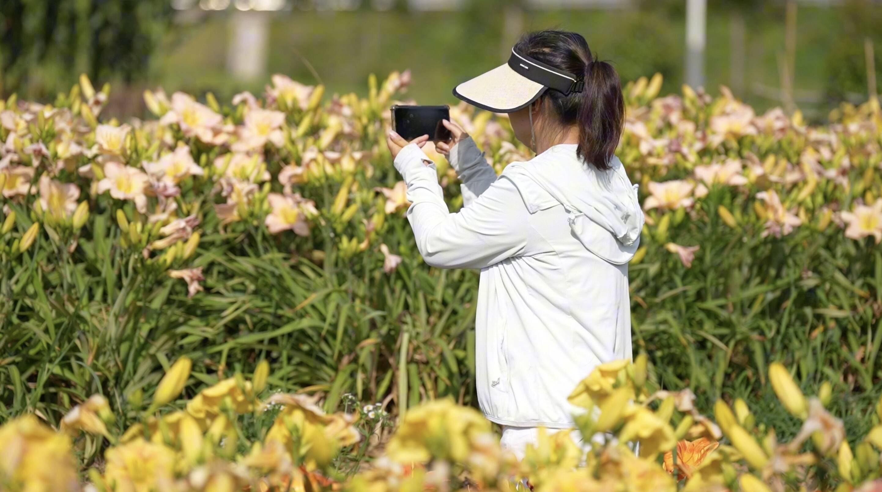 夏日限定！日照岚山萱草花进入盛放期