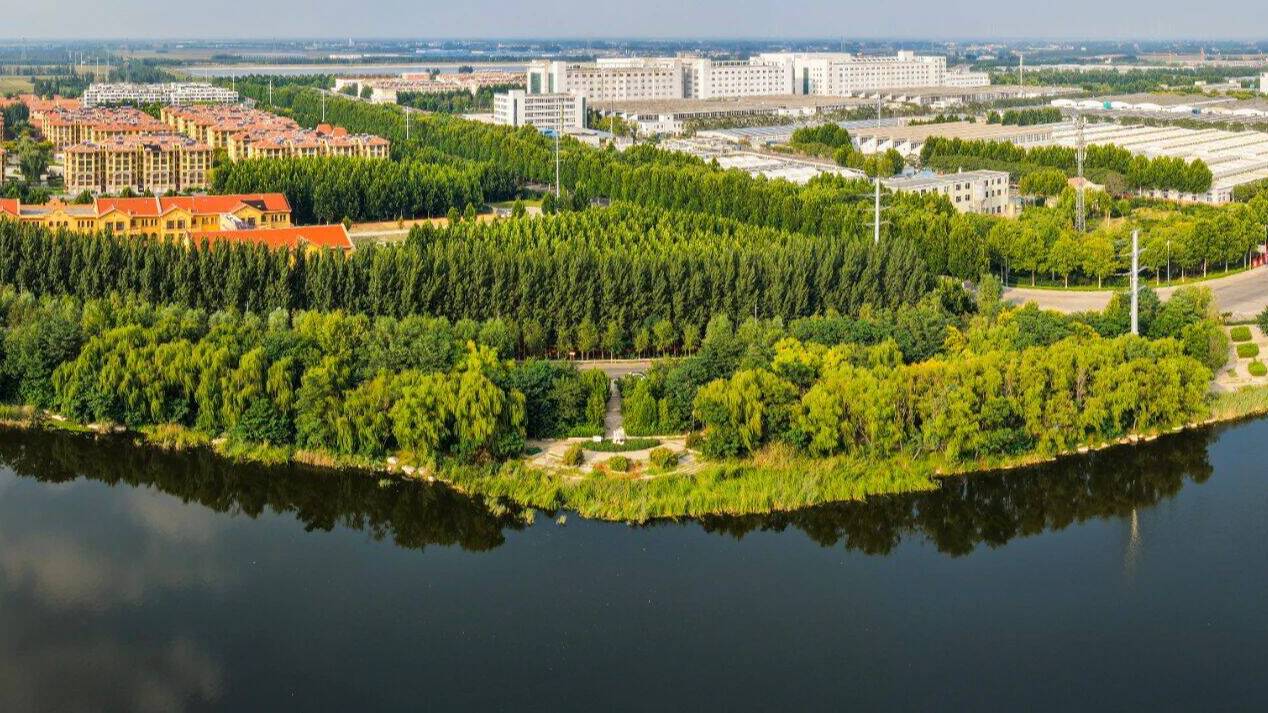 大美湿地 更好潍坊丨高密北胶新河省级湿地公园：野鸭嬉戏 白鹭翔舞