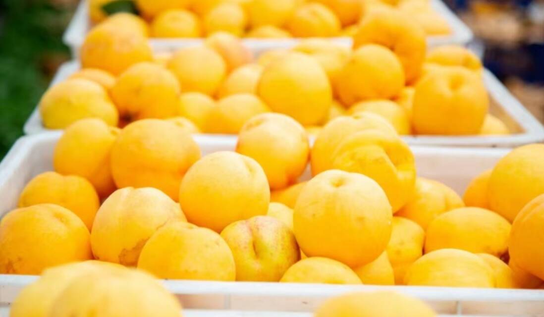 乡村振兴丨肥桃培优种出“老味道”