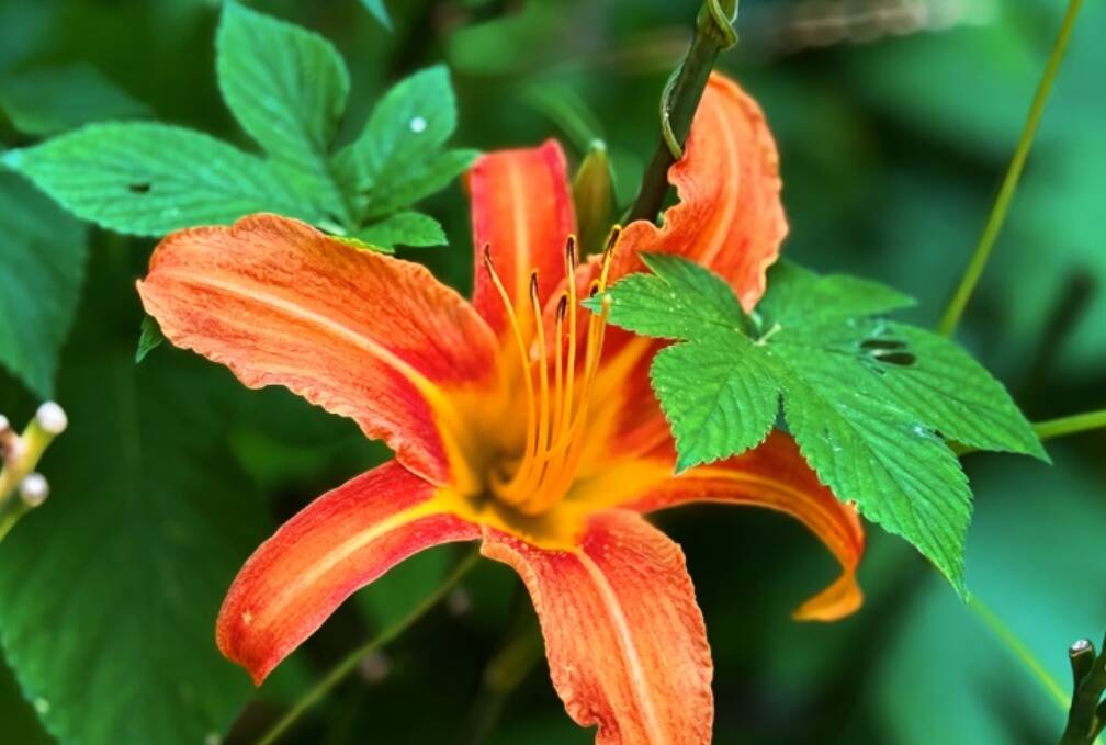 叶如兰 花似百合 泰山萱草灼灼醉盛夏