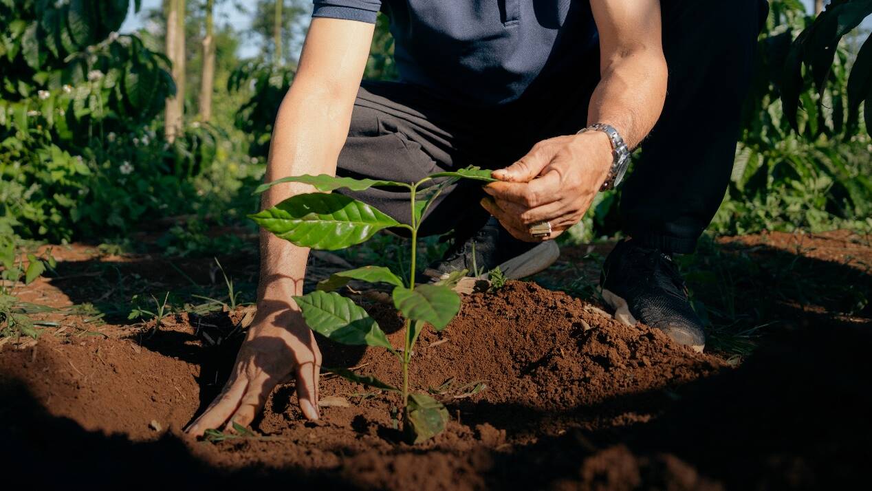 2025年雀巢咖啡再生农业采购占比达53% 供应链可持续发展迈上新里程碑