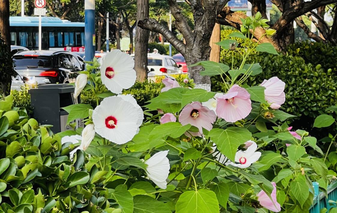 泰安擂鼓石大街芙蓉葵盛放
