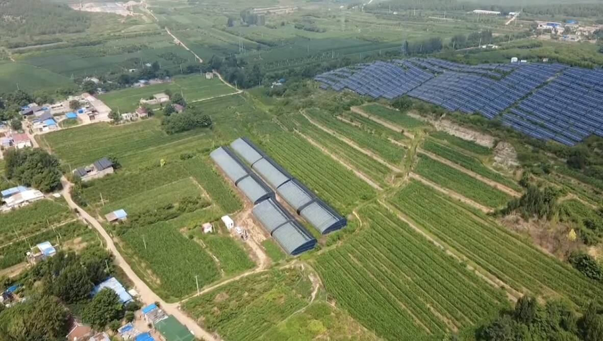 肥城：农技人员下沉一线 精准指导特色作物管护