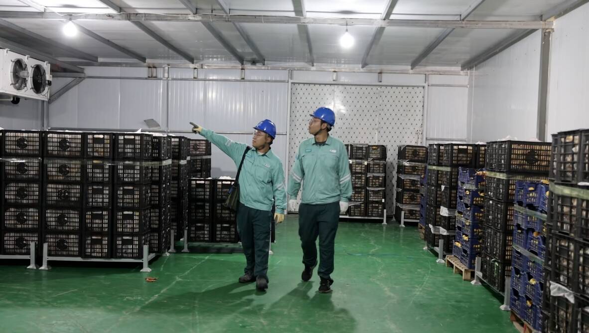肥城：满格电力护航肥城桃上市 赋能特色产业振兴