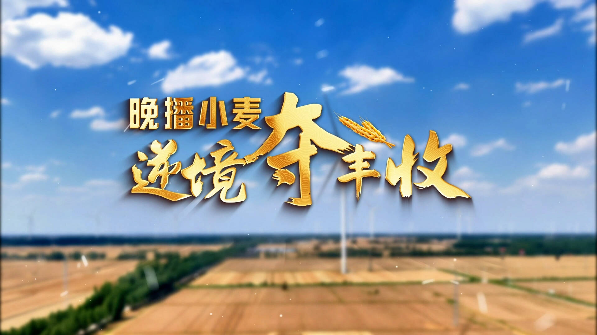 逆袭的麦子——晚播小麦丰收记