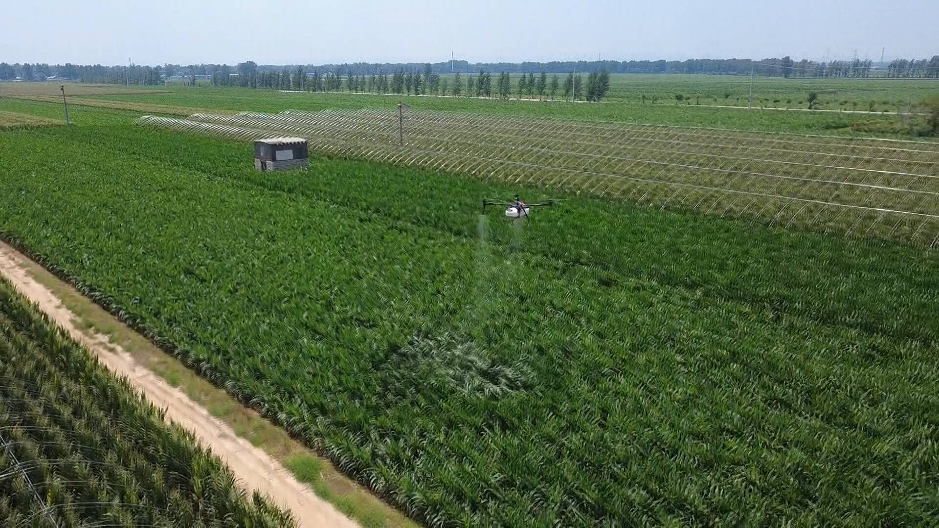 肥城：多措并举应对高温天气 科学管护筑牢秋粮根基