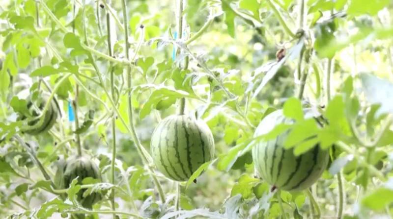 齐河：“数字”赋能西瓜田 200亩瓜棚装上“智慧大脑”