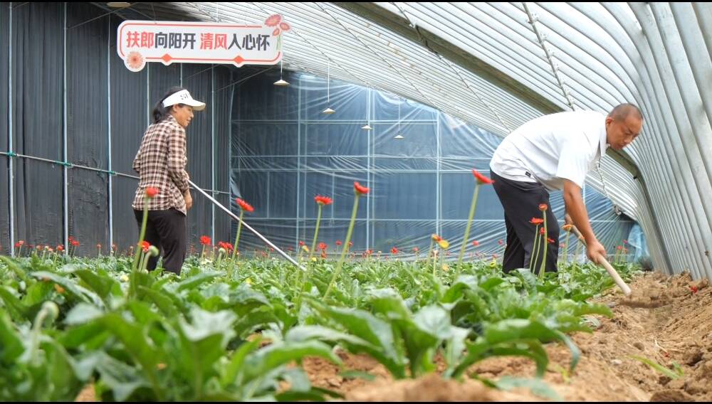 做好雨前管护 肥城农技下乡稳产保供