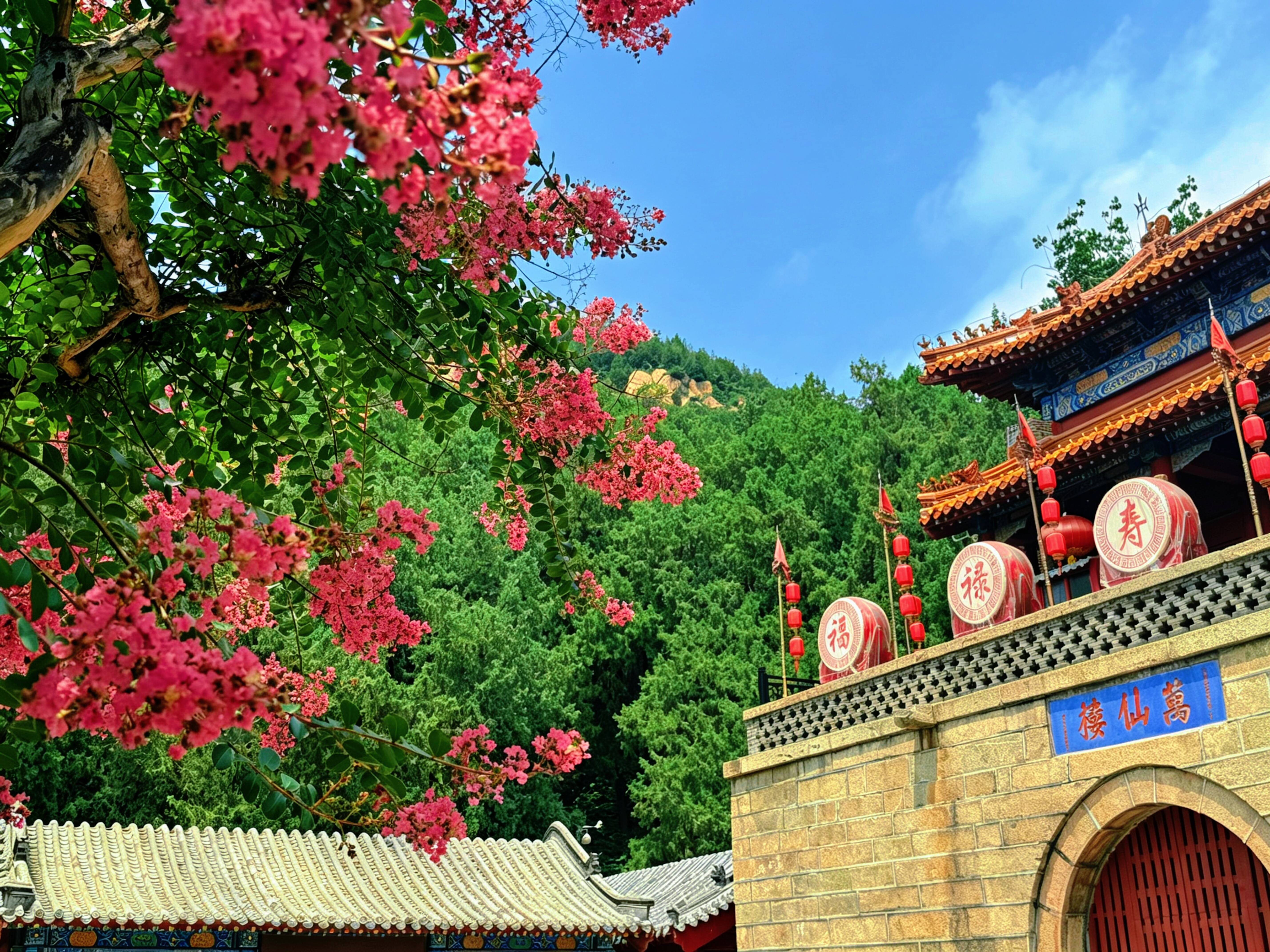 谁道花无百日红 红门紫薇绽芳华