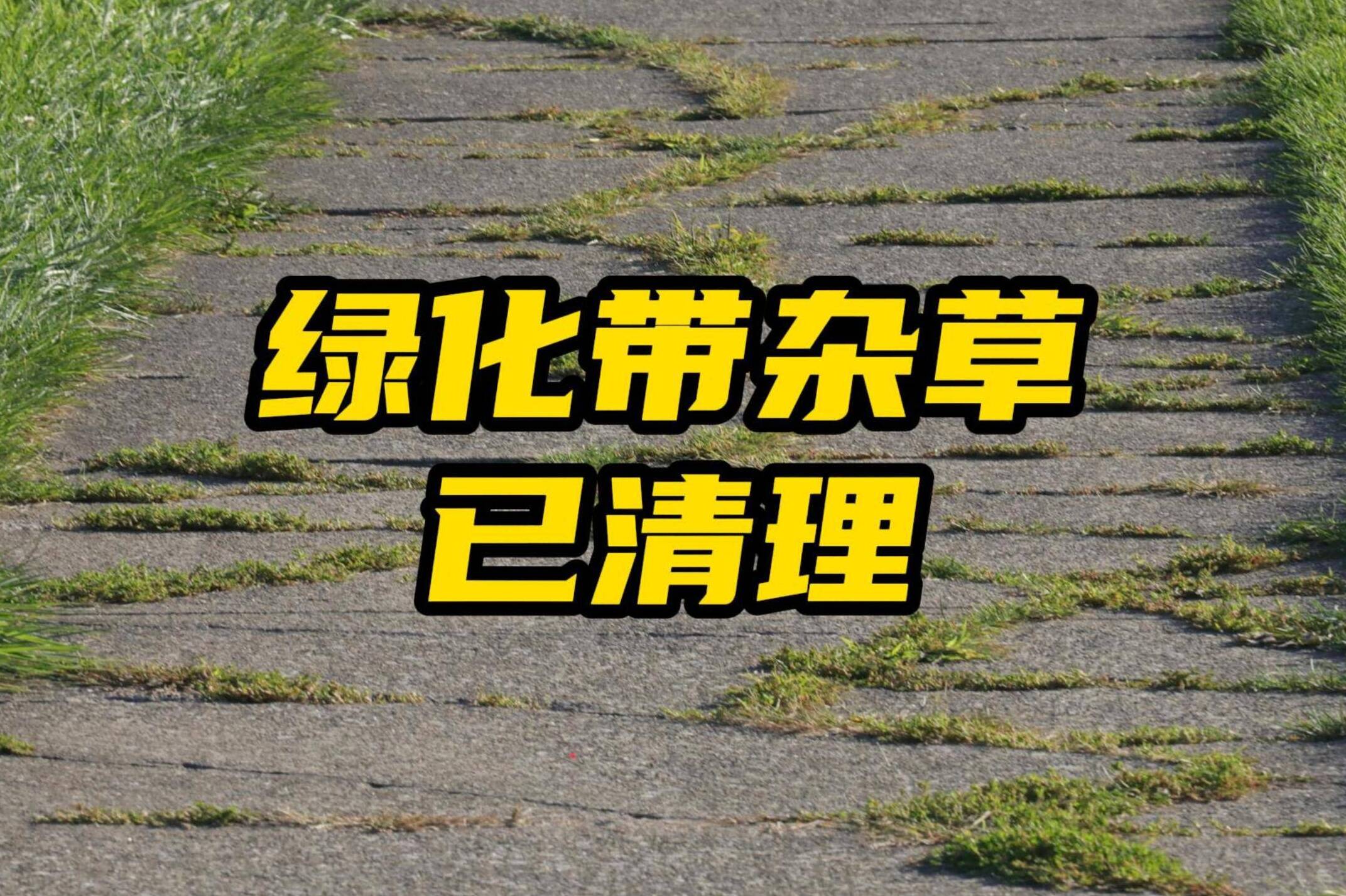 网络问政·办实事丨网友：绿化带的杂草已清理，非常满意！