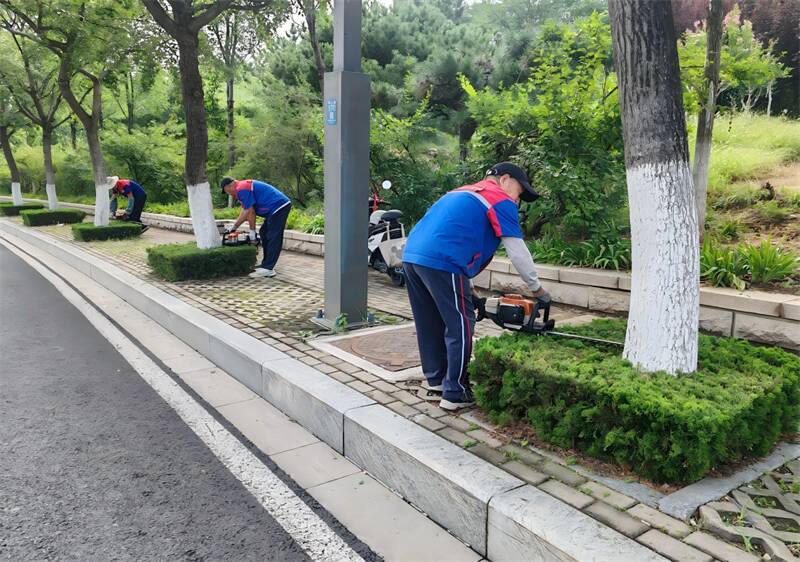 泰安环山路绿化精修剪 匠心绘就城市风景线
