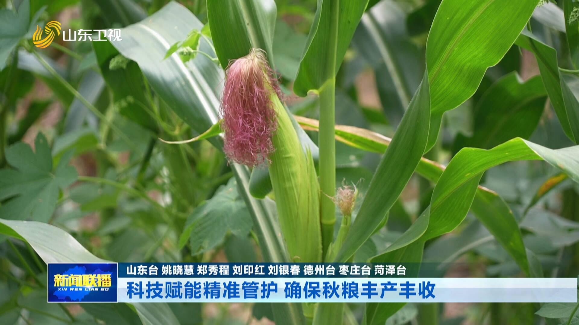 科技赋能精准管护 确保秋粮丰产丰收