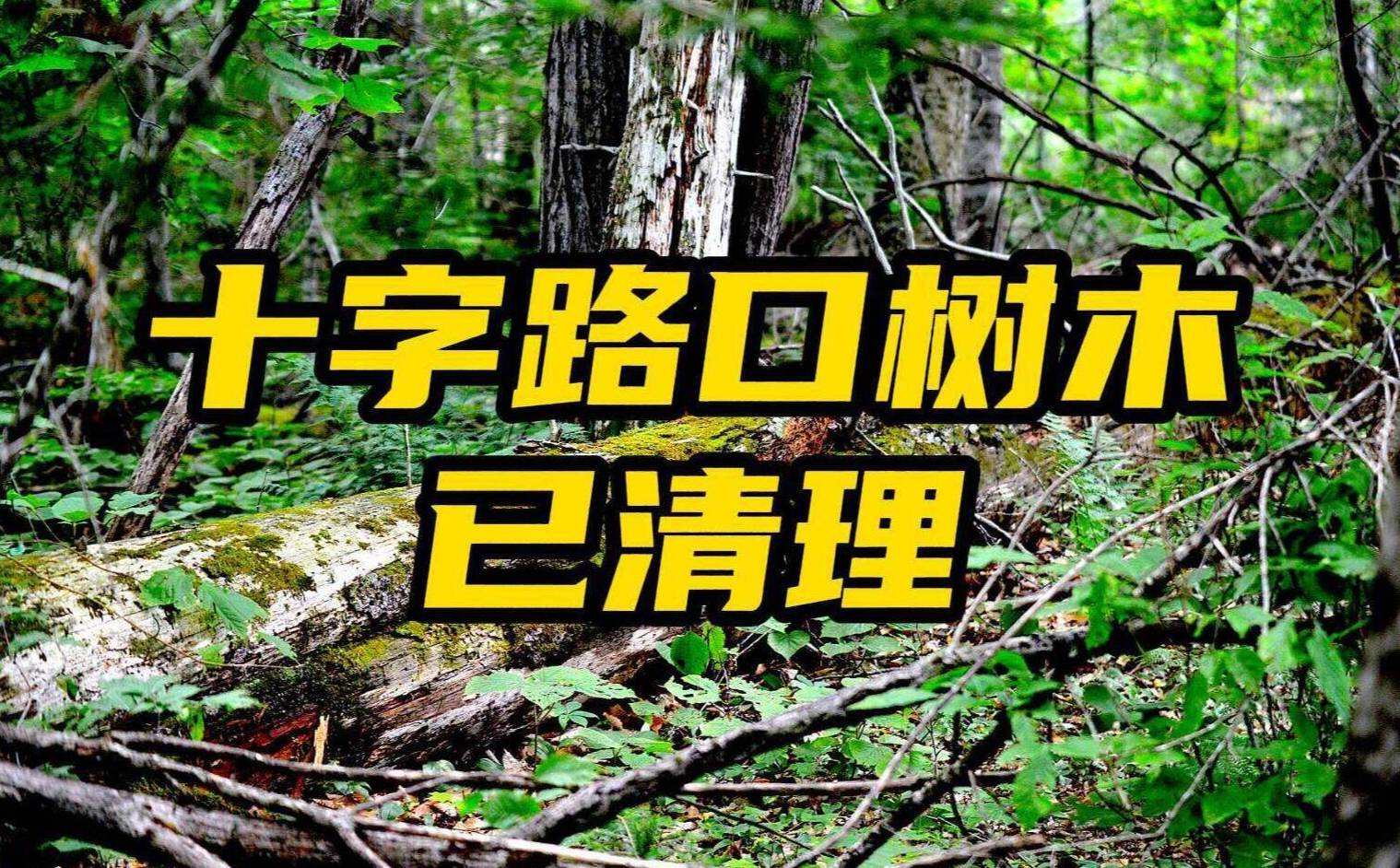 网络问政·办实事丨网友:行道树遮挡视线 镇政府:已完成修剪
