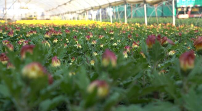 潍坊青州:金秋时节菊花销售忙(图3)