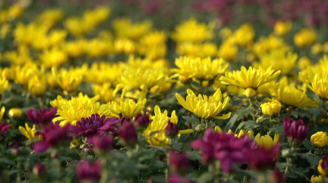 潍坊青州:金秋时节菊花销售忙(图1)