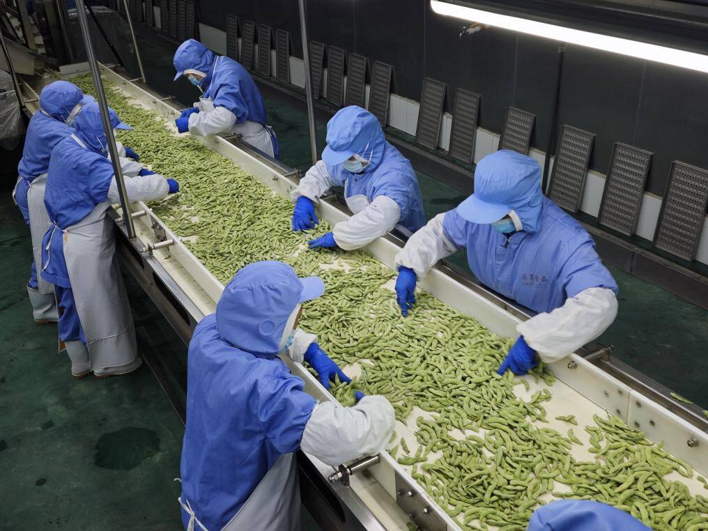 一车毛豆的锁鲜之旅:当天采收 当天加工 肥城好物这样“鲜”行天下