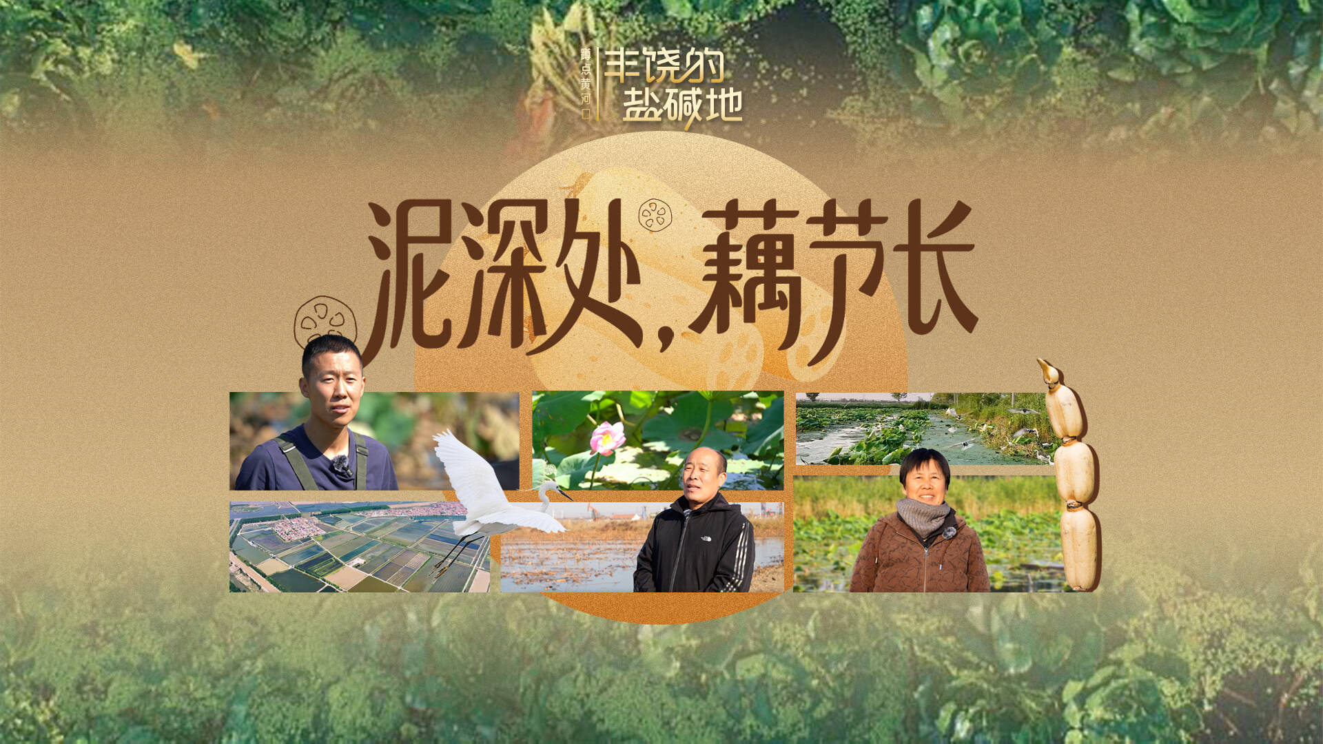 蹲点黄河口|丰饶的盐碱地(三)泥深处,藕节长