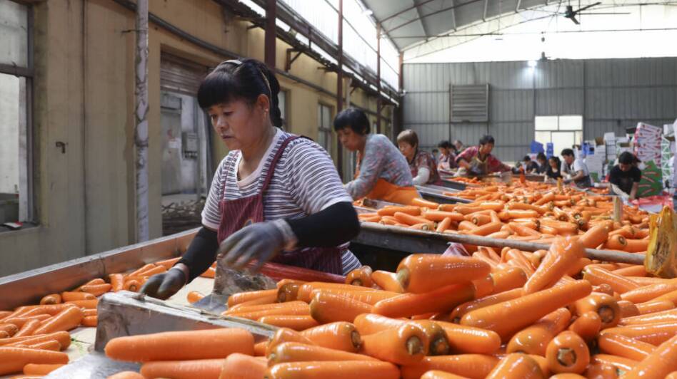 活力东营|胡萝卜俏销海外