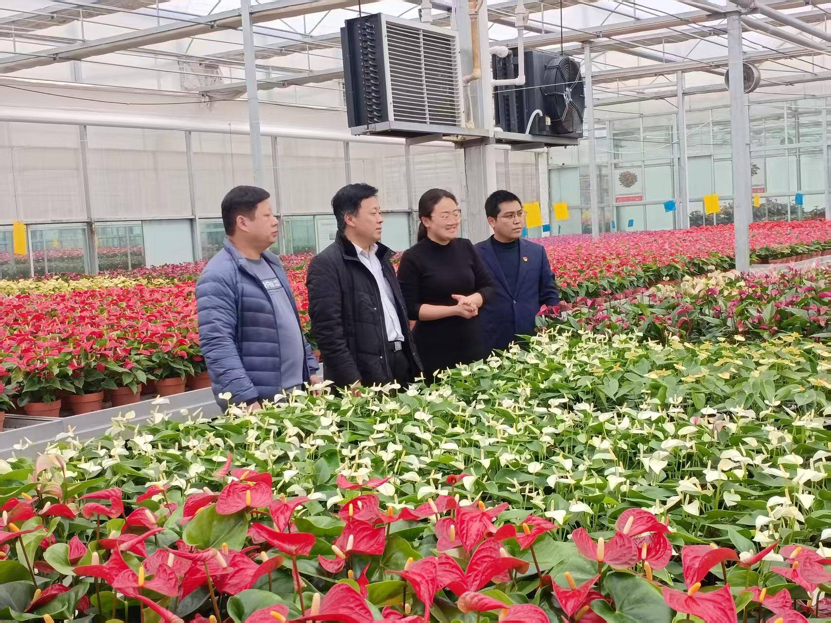 中国人寿财险山东省济南中支织牢农业风险保障网:守住美好“丰”景护航乡村振兴(图1)