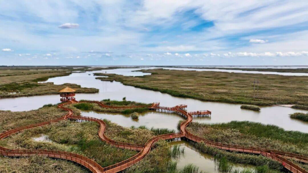 黄河入海口邂逅芦花飞鸟醉美秋光