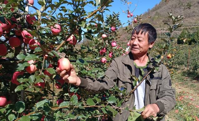 蒙阴岱崮：一颗“沂蒙脆”甜满共富路