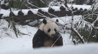 55秒丨动物遇上雪天就会雪堆里打滚？熊猫：边吃边赏雪才美