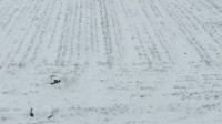20秒丨济南：麦苗刚露尖尖角 却有瑞雪覆上头